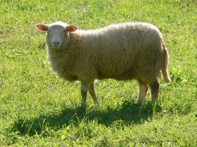 ovce na pastve